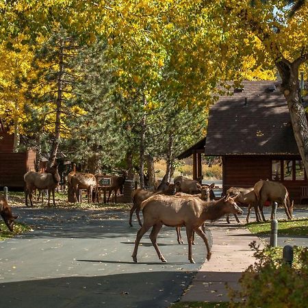 Rams Horn Village Resort Estes Park Eksteriør billede